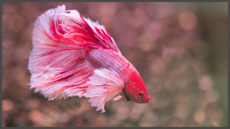 2_9e5a2b448a.png