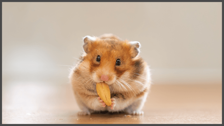 img50.2.png