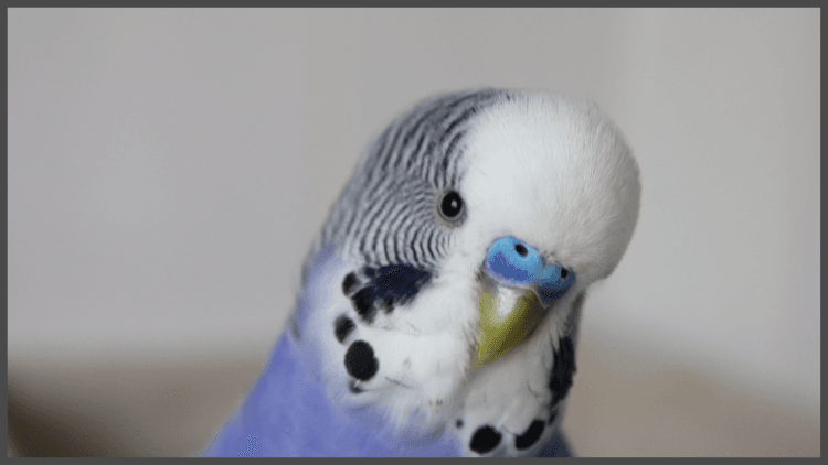 img 50.3.png